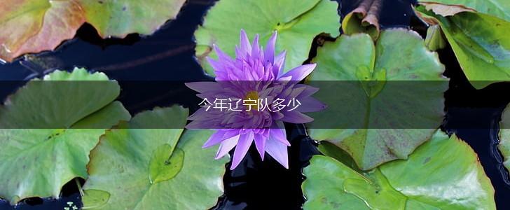 今年辽宁队多少,第1张