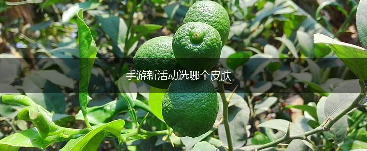 手游新活动选哪个皮肤,第1张
