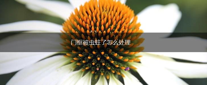 门框被虫蛀了怎么处理,第1张