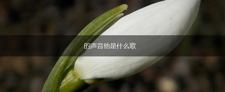 的声音他是什么歌,第1张