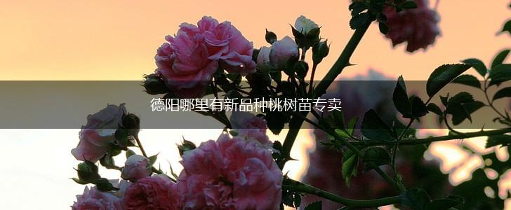 德阳哪里有新品种桃树苗专卖,第1张