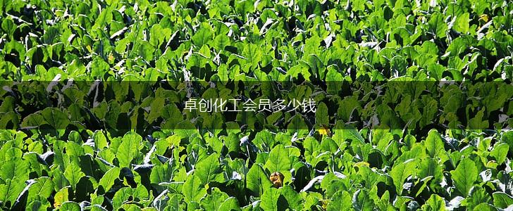卓创化工会员多少钱,第1张