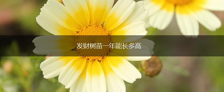 发财树苗一年能长多高,第1张