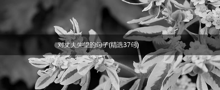 对丈夫失望的句子(精选37句),第1张
