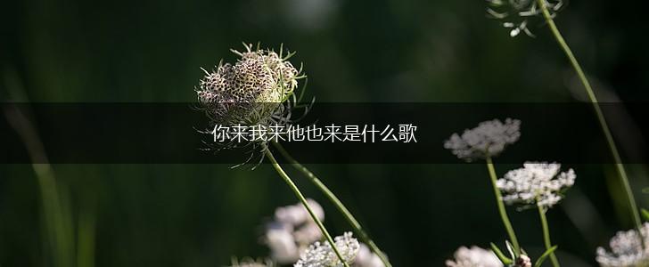 你来我来他也来是什么歌,第1张