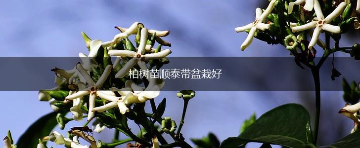 柏树苗顺泰带盆栽好,第1张