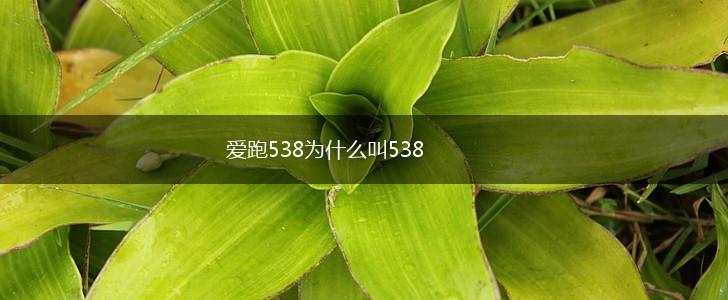 爱跑538为什么叫538,第1张