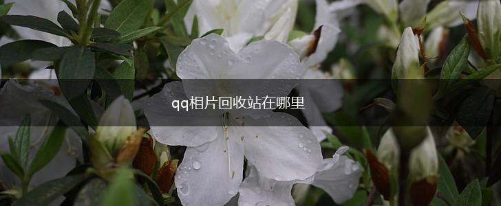 qq相片回收站在哪里,第1张