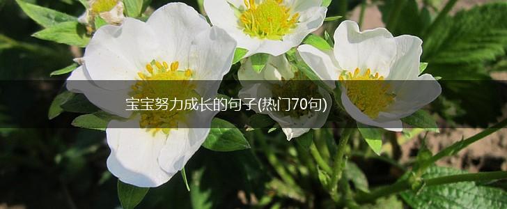 宝宝努力成长的句子(热门70句),第1张