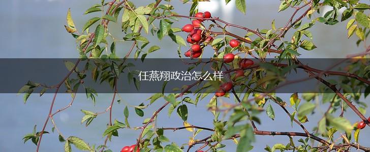 任燕翔政治怎么样,第1张