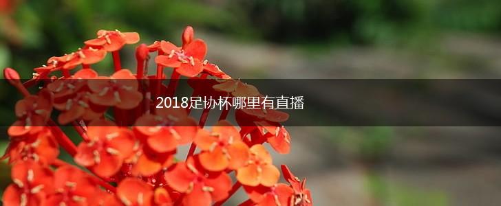 2018足协杯哪里有直播,第1张