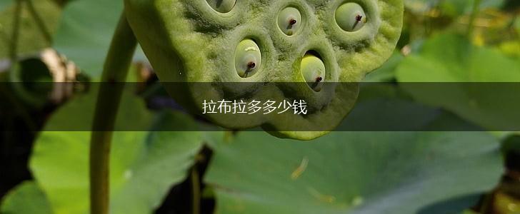 拉布拉多多少钱,第1张