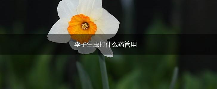 李子生虫打什么药管用,第1张