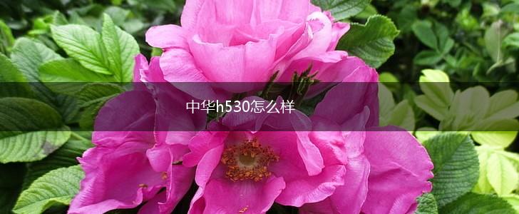 中华h530怎么样,第1张