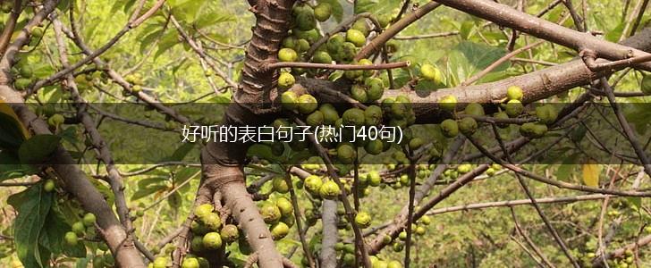 好听的表白句子(热门40句),第1张