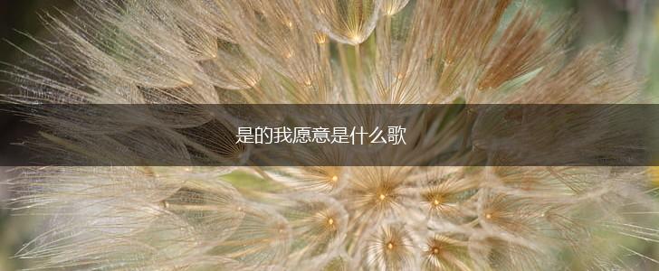 是的我愿意是什么歌,第1张