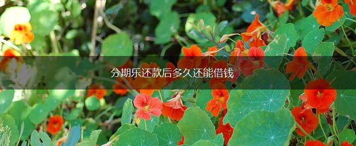 分期乐还款后多久还能借钱,第1张