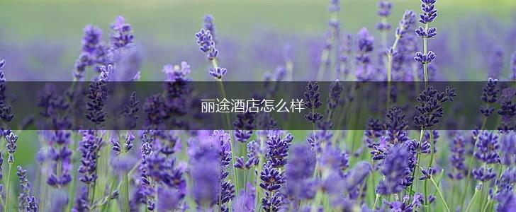 丽途酒店怎么样,第1张