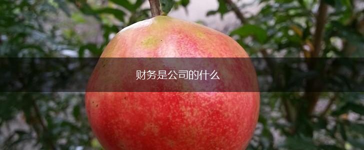 财务是公司的什么,第1张