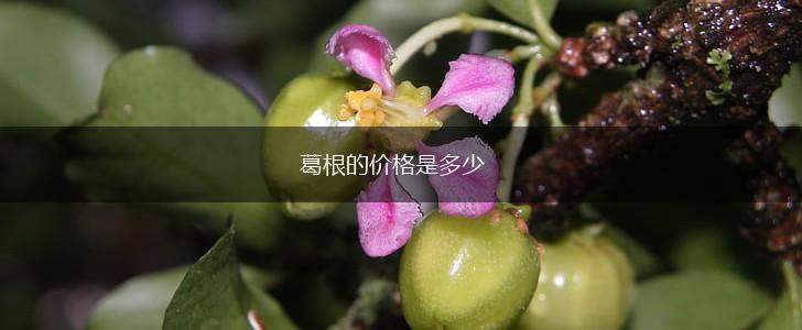 葛根的价格是多少,第1张