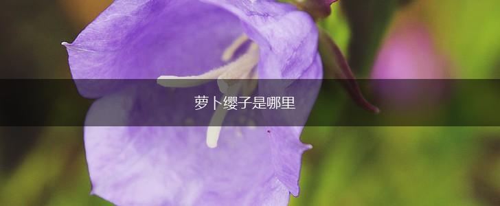 萝卜缨子是哪里,第1张