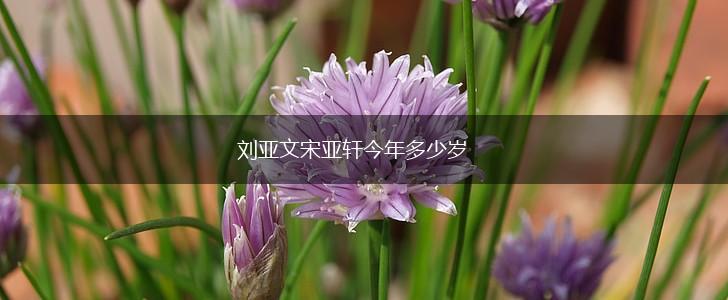 刘亚文宋亚轩今年多少岁,第1张