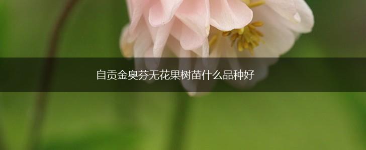 自贡金奥芬无花果树苗什么品种好,第1张