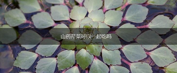 山药芹菜可以一起吃吗,第1张
