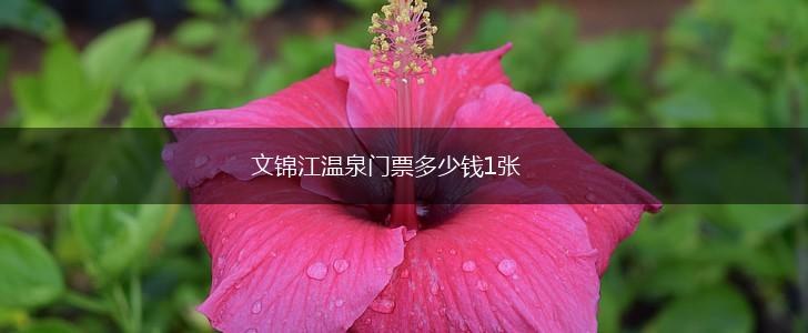 文锦江温泉门票多少钱1张,第1张