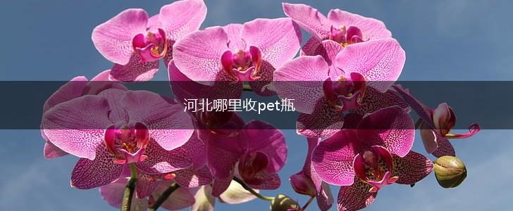 河北哪里收pet瓶,第1张
