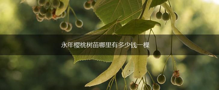 永年樱桃树苗哪里有多少钱一棵,第1张