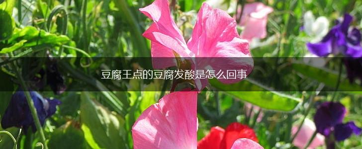 豆腐王点的豆腐发酸是怎么回事,第1张