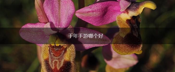 千年手游哪个好,第1张
