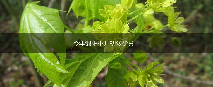 今年绵阳小升初多少分,第1张