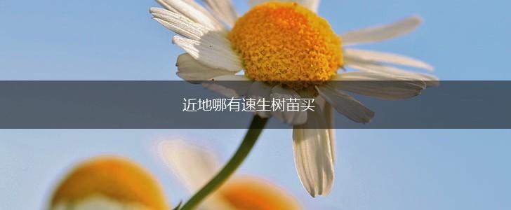 近地哪有速生树苗买,第1张