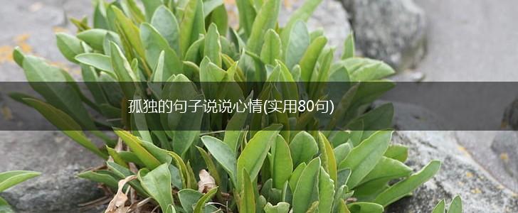 孤独的句子说说心情(实用80句),第1张