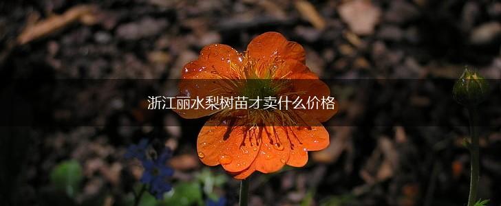 浙江丽水梨树苗才卖什么价格,第1张