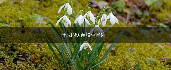 什么的树苗填空名词,第1张