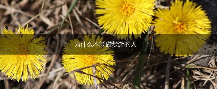 为什么不能碰梦游的人,第1张