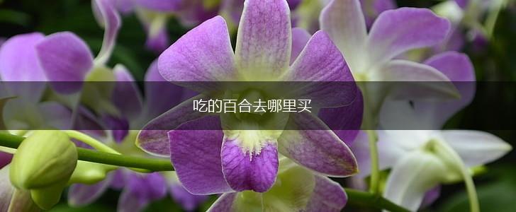 吃的百合去哪里买,第1张