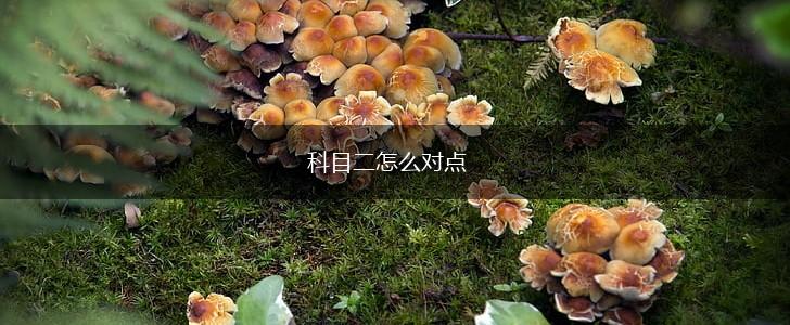 科目二怎么对点,第1张