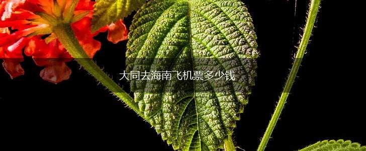 大同去海南飞机票多少钱,第1张