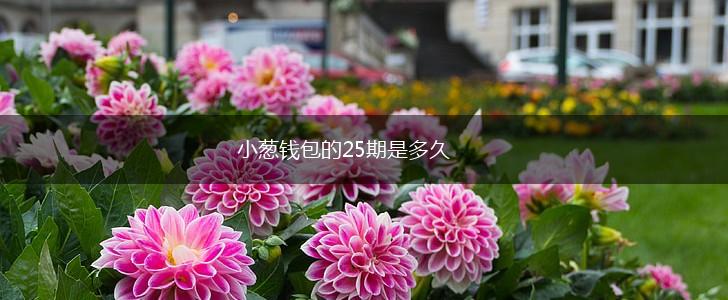 小葱钱包的25期是多久,第1张