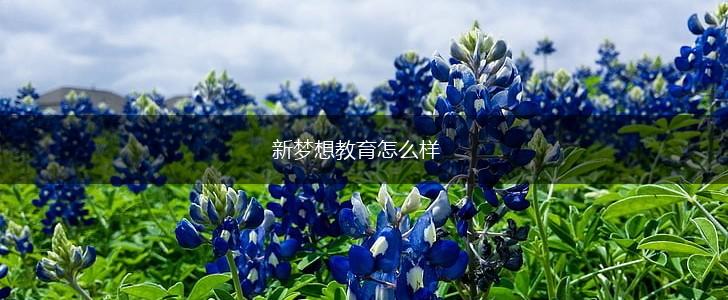 新梦想教育怎么样,第1张