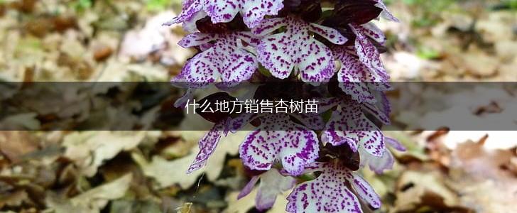 什么地方销售杏树苗,第1张