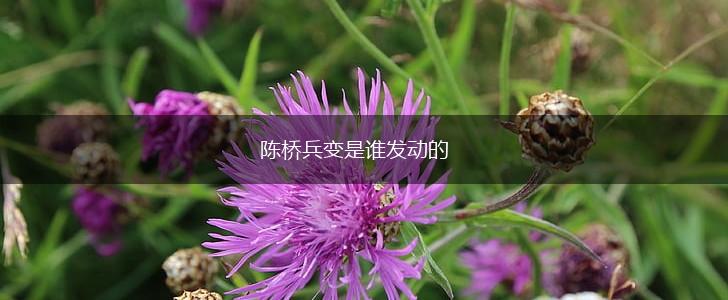 陈桥兵变是谁发动的,第1张