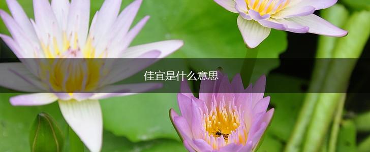 佳宜是什么意思,第1张