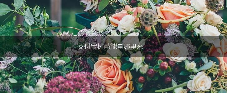 支付宝树苗能量哪里来,第1张