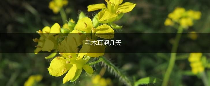 毛木耳泡几天,第1张