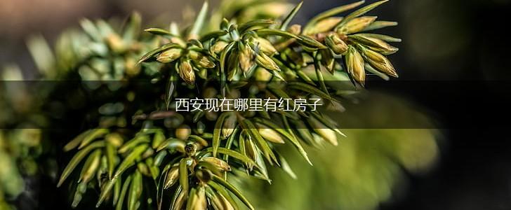 西安现在哪里有红房子,第1张